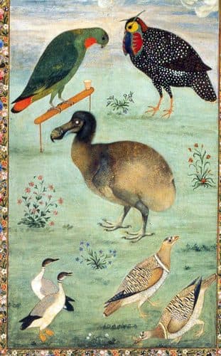 DodoMansur — Mughal Art